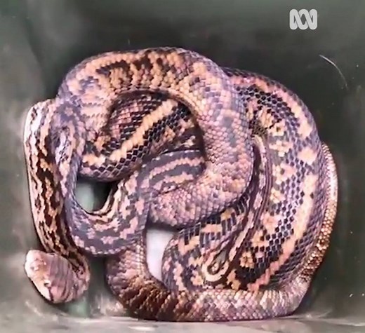 Imagine discovering this in your backyard! 😲🐍 This six metre scrub python devoured two chickens in a far north Queensland backyard before a snake catcher was able to relocate it. It was coaxed into a wheelie bin before being relocated and released to digest the rest of its meal in peace. 📹: Bernadette Mauro/Scott Ervin | ABC Brisbane