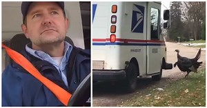 Mailman "stalked" by wild turkey must carry protection on route to avoid getting harassed