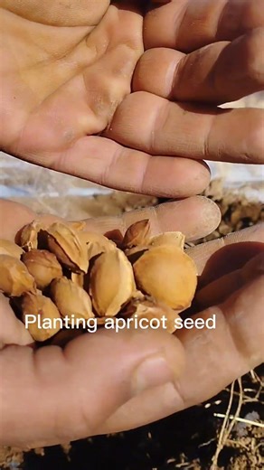 Planting apricot seed 🌱