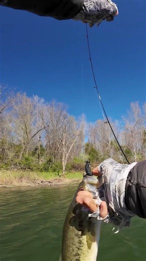 Bass From Above : You Can See Everything From Up There