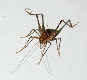 The Cricket Life Cycle