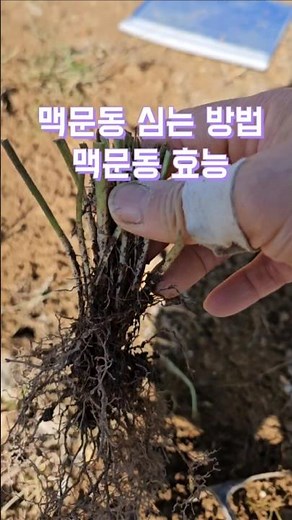 맥문동 심는 방법, 맥문동 효능