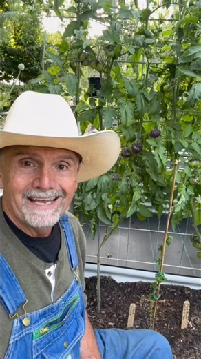 How I Prune Indeterminate Tomatoes! #TomatoTips #tomato #pawpawridge #garden | PawPaw Ridge Homestead