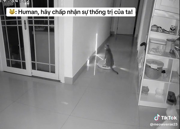 Funny Cat Moments: Embrace the Feline Ruler