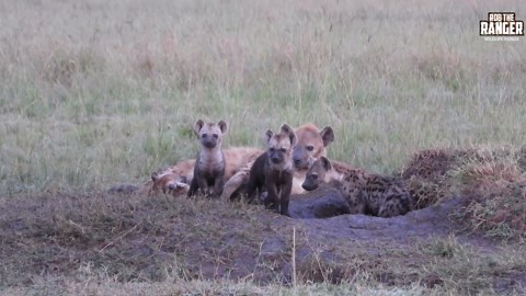 Witness Wildlife: Very Active Hyena Den in Maasai Mara