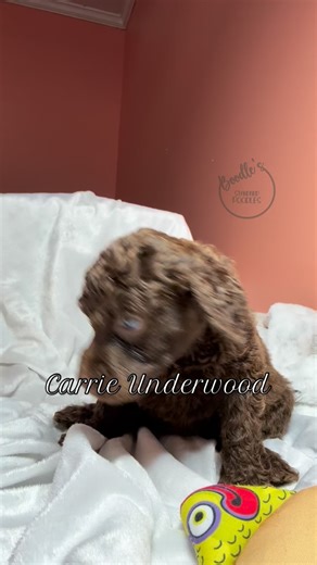 Carrie Underwood: sweet angel baby ❤️ #boodlespoodles #boodlesstandardpoodles #standardpoodlepuppy #standardpoodle #standardpoodlesofinstagram #poodlepuppy | Boodle's Standard Poodles