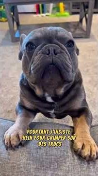 🐶 Tout sur les animaux | Conseils, Éducation, Soins & Moments Adorables