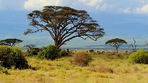 Afrika: Kontinent der Vielfalt – Reiches Land