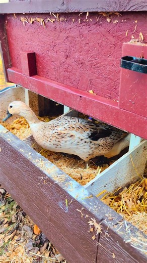 Adding chopped straw to the nesting boxes to keep the ducks and geese warm.