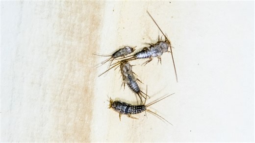 I'm a pest pro - signs your house in infested with bugs worse than cockroaches