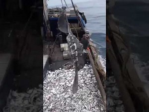 Peixe Lua Gigante pego em rede sendo devolvido ao mar ! Acho que ele morreu 😞 INSCREVA-SE NO CANAL
