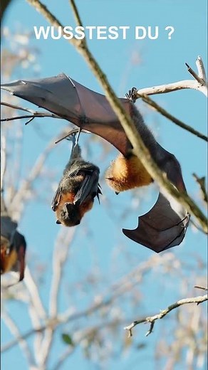 Wusstest du, wie Fledermäuse sehen?