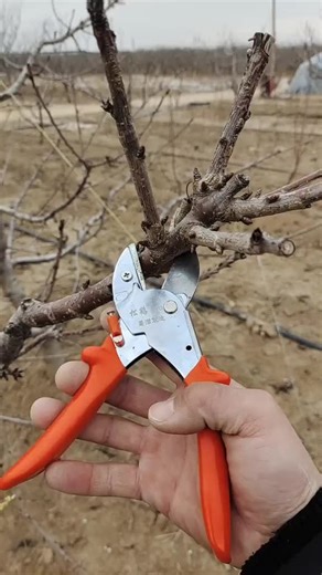 How to Prune Cherry Trees for Faster Growth