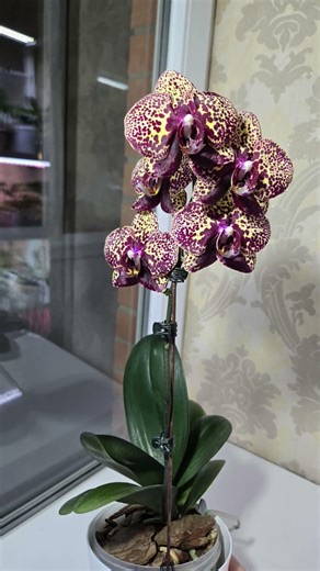 9 февраля 2026 г.