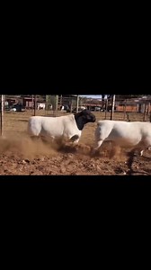 ‼FULL BLOOD BLACK HEAD DORPER SHEEP RAMS‼ A Display of perfect pedigree. LIVESTOCK EXPORTERS SOUTH AFRICA,We are number one exporters of BLACK HEAD DORPER SHEEP of full blood genetics. On all inquiries on our Premium Quality Livestock, contact;Email: order@livestockexporters.Co.za Call / Text / Whatsapp : 27 (0) 680 718 656‪ 27 (0) 784 845 737‬WhatsApp Link:https://wa.me/ 27680718656 #sheep #sheepfarming #sheepexport #sheepfarm #blackheaddorper #meat #loveislove #fypシ゚ #fypviralシ#dorpersheep #do