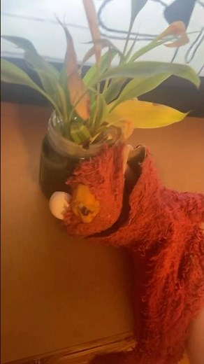 elmo world dorothy papers question and mr noodle