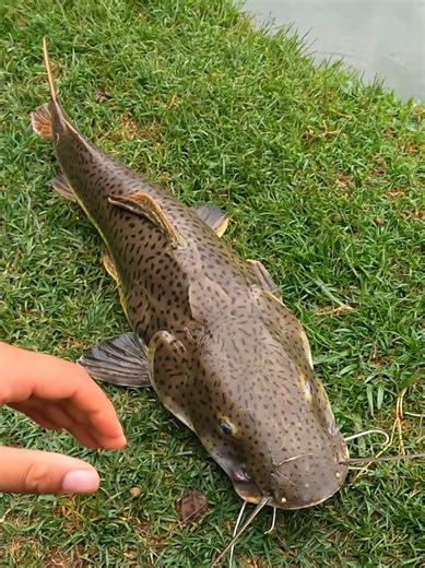 Como pescar peixes grandes, só a cabeça dava uns 10kgs! #pesca #fishing #pescaria