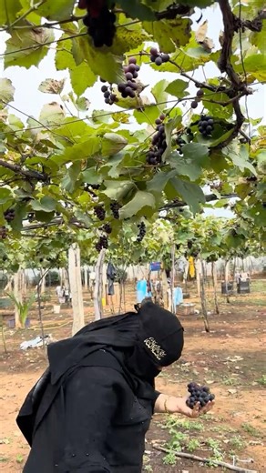 Black grapes 🍇 farming harvesting #shortvideo shortvideo #harvesting #India