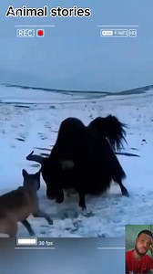 Attacking a herd of yaks, the wolf was crushed. #everyonehighlightsfollowers #foryoupageシ #animals #yaks #wolf | Animals stories