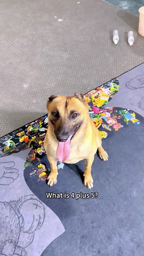 Effective Dog Training Tips for Smart Dogs