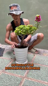 Ostrich Style Bougainvillea Bonsai ! #bougainvillea #bonsai #repoting #planting | Ardie Naco