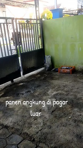 Panen Buah Angkung - Manfaat dan Cara Menanam Buah Angkung