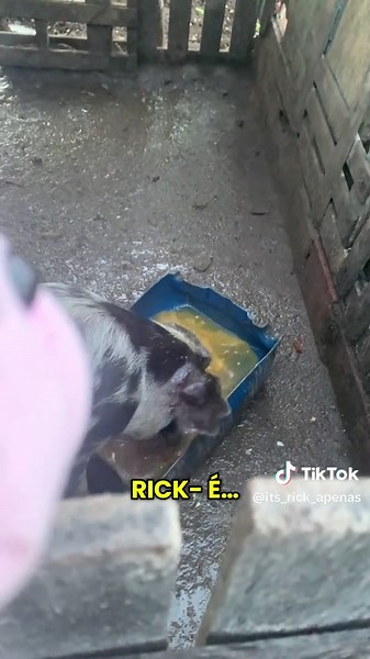 Mr.Porks na roça 🐷 eu conto ou vocês contam ? #mrporks #humorcatolico