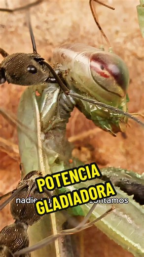 La potencia gladiadora #hormigas #curiosidades #hormiguero #cazador #naturaleza
