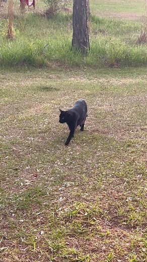 Smack! Cat gets rejected! Poor Sylvester! Tabby cat, black cat, and calico cat outside. Florida. #catfight #tabbycat #blackcat #calicocat | Paula’s Pets