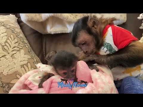 Monkey Toby babysits sick baby monkey, already doing better! 🙏🏻❤️🐒