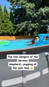 German shepherd SWIMMING #germanshepherd #germanshepherdpuppy #germanshepherdsofinstagram #gsd #gsdlove #gsdpuppy #reels #reelsinstagram #reels2023 | Zeus and Luna