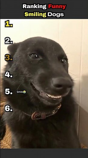 Ranking Funny Smiling Dogs