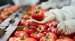 Gestão da qualidade: guia completo para o setor alimentício