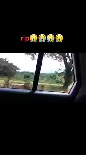 Lions in Their Natural Habitat: Safari Wildlife Experience