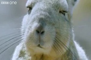 Funny talking animals.