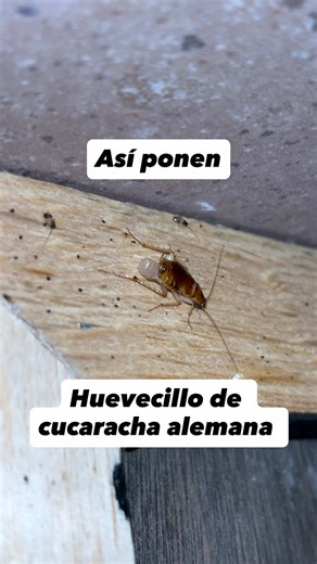 Elimina Cucarachas Alemanas de tu Cocina