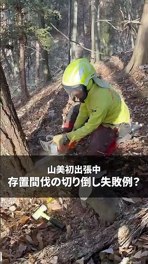 【山美初出張中】存知間伐の切り倒し指導 #林業 #社長 #間伐