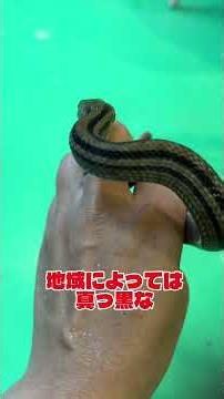 シマヘビのご紹介🐍 #シマヘビ #ヘビ #日本の蛇 #snake #爬虫類 #爬虫類カフェ #reptiles