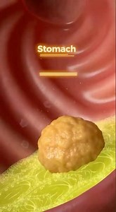 🔥 THE FRENCH FRY’S EPIC JOURNEY: From Mouth to Poop in 3D! 🍟➡️💩