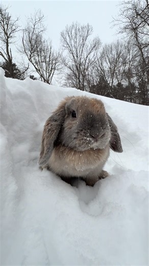 Bunny in the Blizzard: Snowy Adventures