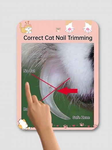 Correct Cat Nail Trimming Tutorial – Avoid Pain & Bleeding