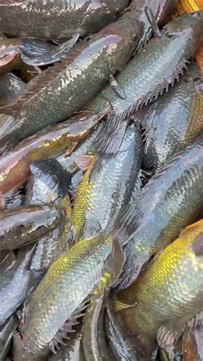 গ্রামের তাজা কোই মাছ, Fresh Koi Fishs From The Village, गांव से ताज़ी कोई मछली।