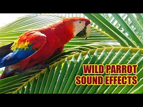 Parrot Sounds 🦜 Parrot Sounds in the Wild