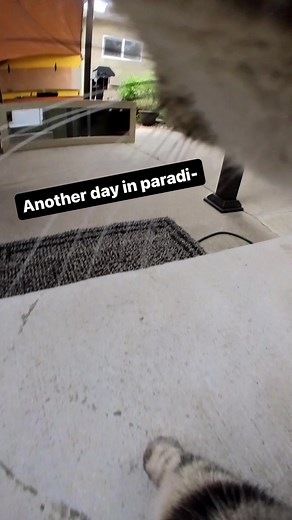 Stepping into the paws of a copy cat  @gonzoisacat with #insta360GO3 #insta360 #cat #behindthescenes #animals #animallover #fypシ゚ #cute | Insta360 Authorised Retail Store Malaysia | Facebook