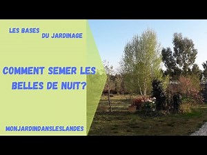 Comment semer les belles de nuit ? - Monjadindansleslandes
