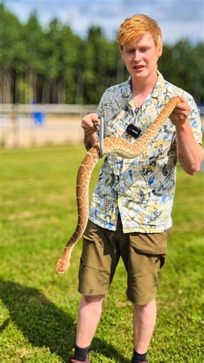 Pontus Hjelm on Instagram: "En orm jag inte visat så mycket av men som jag haft väldigt länge ☺️ haft honom i drygt 8år. Den här arten står mig väldigt kärt och är en oerhört vacker orm😍 #crotalus #crotalusruber #wildlifephotography #wildlife #nätpyton #varanusindicus #thamnophis #reptil #snake #terrarium #orm #reptile #animal #djur #reptiler #nature #reticulatedpython #nätpyton #natur #viral #cobra #kobra #naja #najanaja #Sverige #sweden"