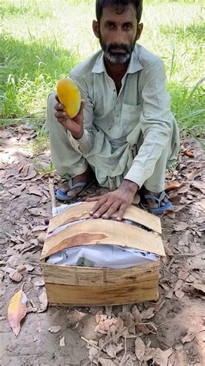 "Fresh Mango Harvest and Traditional Wooden Box Packing Process"
