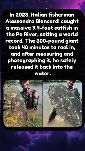 World Record The Monster Catfish of Po River #trend #facts