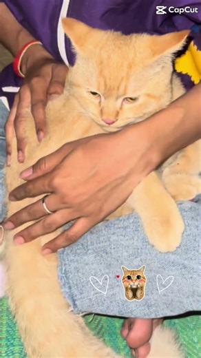 So stress chichi😂 #cat #cuteanimal #cutecat #cute #pet #kitten #animal #pets #cutepet #funny