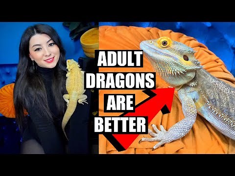 I Adopted A BEARDED DRAGON! (And why you should too)